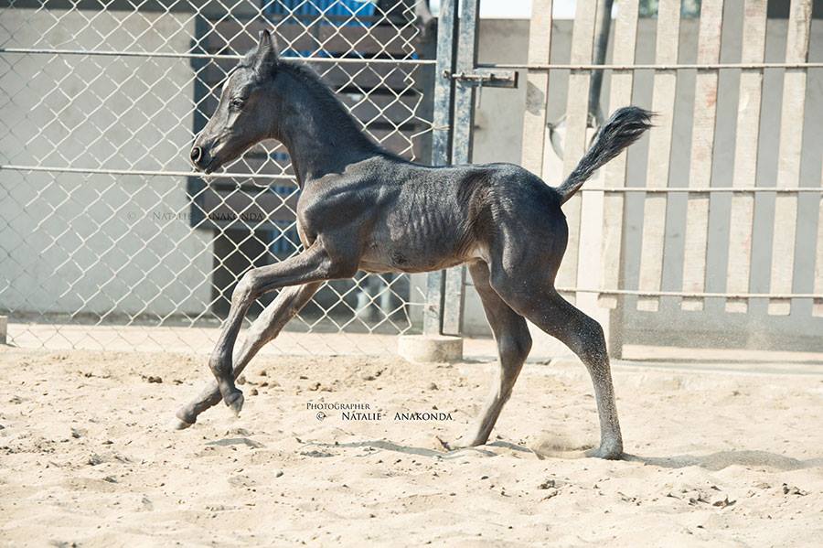 Running Marwari newborn colt